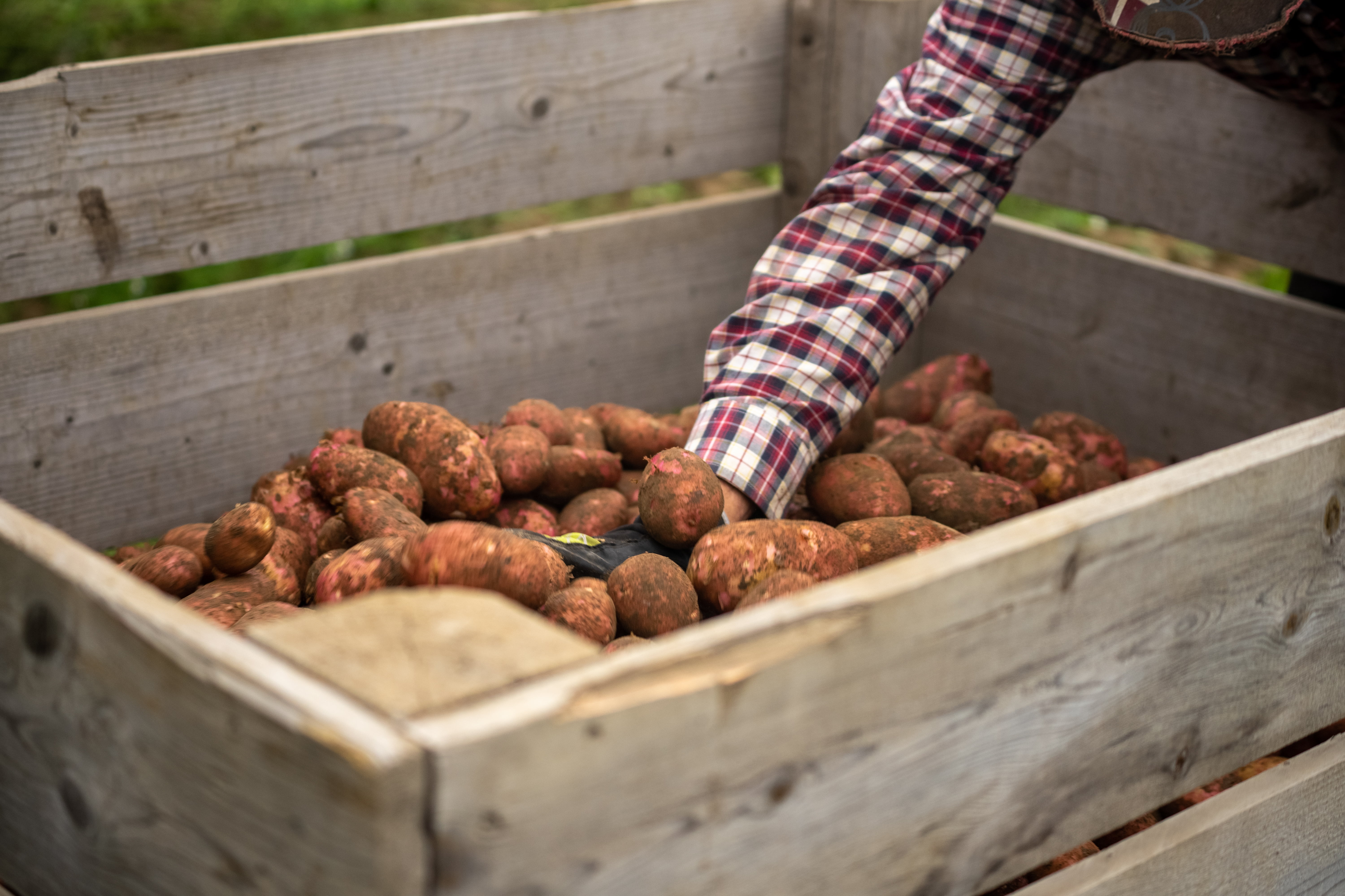 Hånd med hanske plukker poteter fra en stor trekasse ute på gården.
